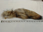 Fur Tails, Coyote
